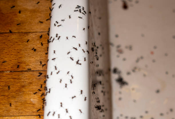 Insect Control in Georgetown, IN