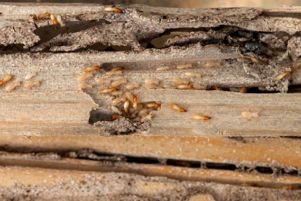 Best Flea Control Services  in Georgetown, IN